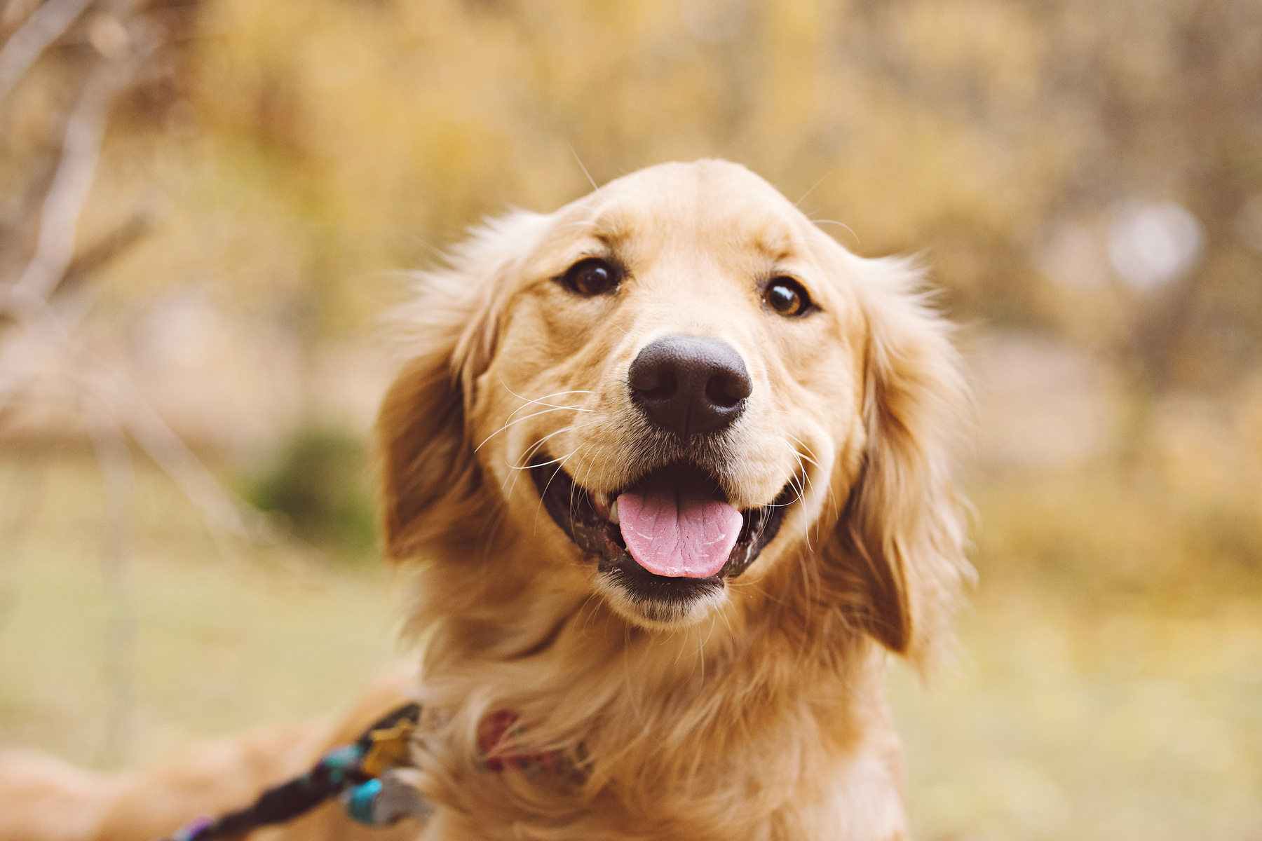 Happy Golden Retriever